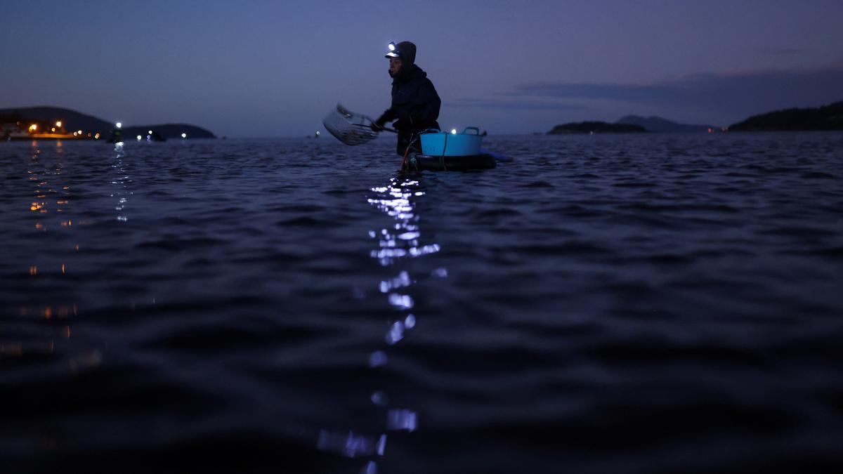 Una mariscadora utiliza un rastrillo mientras recolecta berberechos en la ría de Noia.