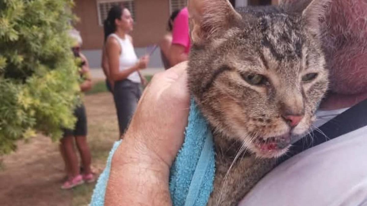 Rescatan con vida a un gato entre los escombros del edificio derrumbado de Benetússer