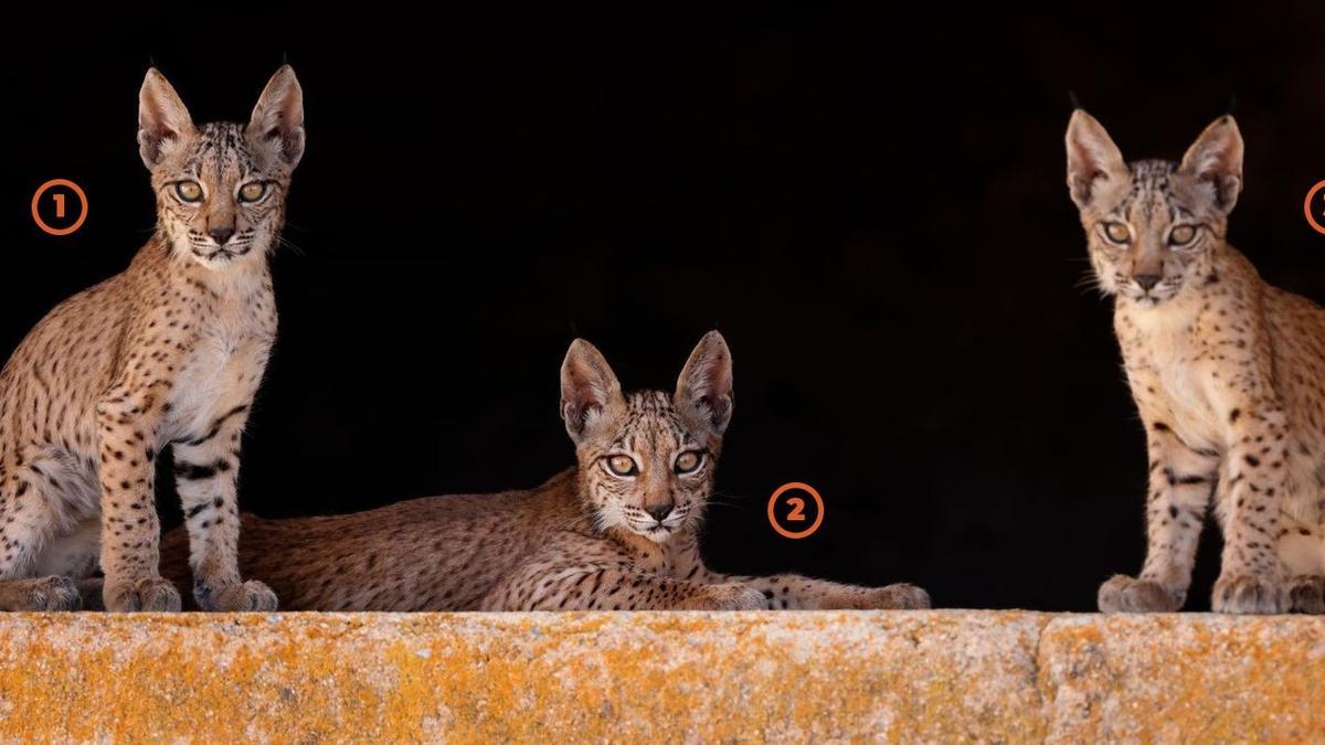 WWF lanza una votación online para elegir los nombres de los tres cachorros de la lince &#039;Odrina&#039; nacidos esta temporada