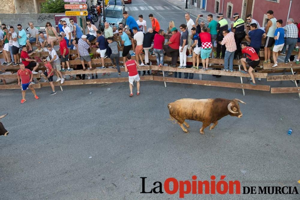 Suelta de toros en Moratalla