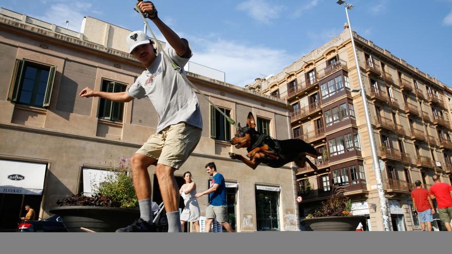 Gypsy, el mini pincher viral