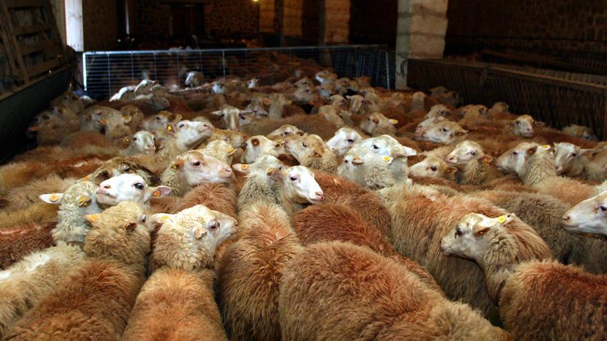 Animalistas denuncian que hay ovejas que mueren de hambre en una finca de Andratx