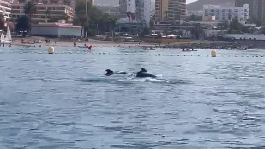 Un grupo de calderones tropicales entra en la playa de Los Cristianos