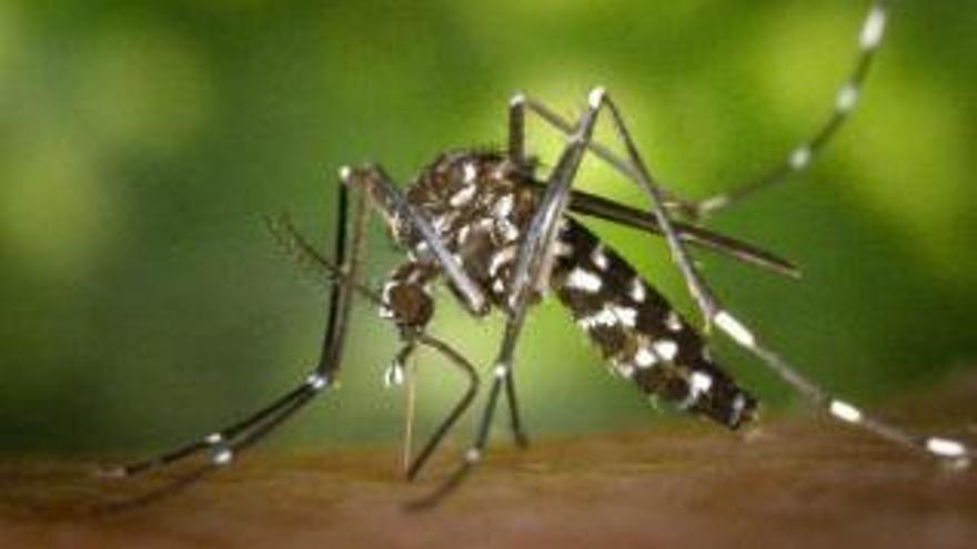 Las olas del calor y las lluvias propician la aparición del mosquito tigre