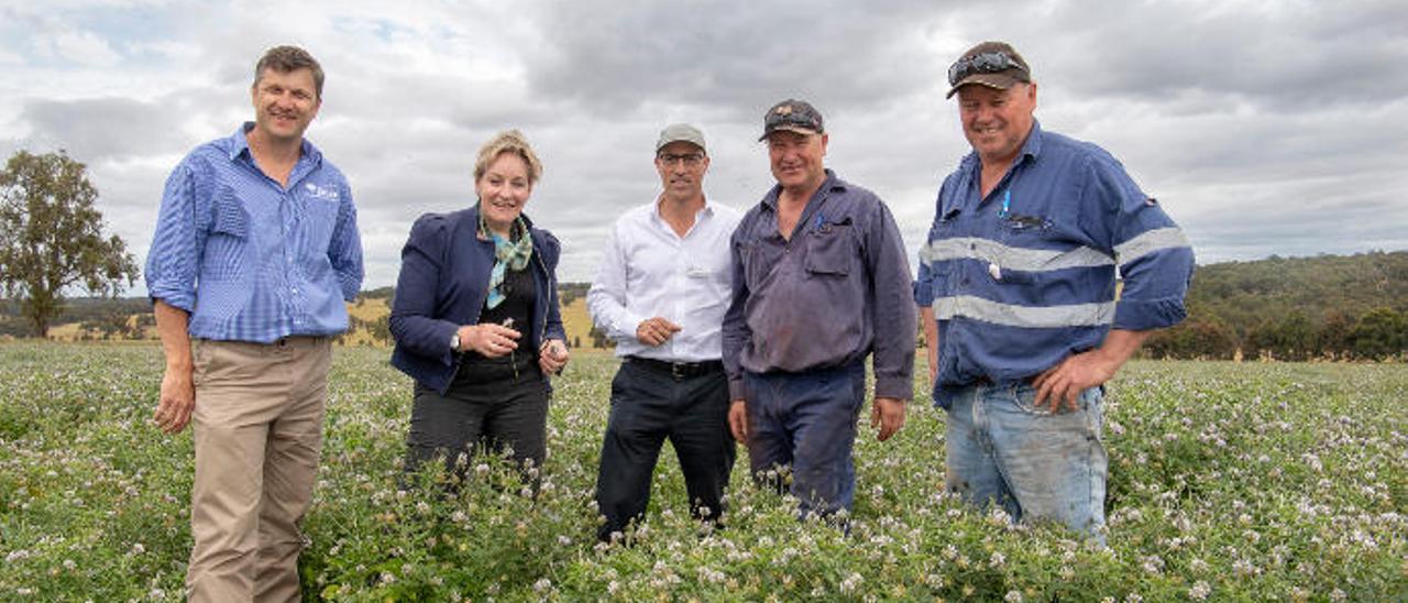 Las ovejas australianas comen tedera canaria