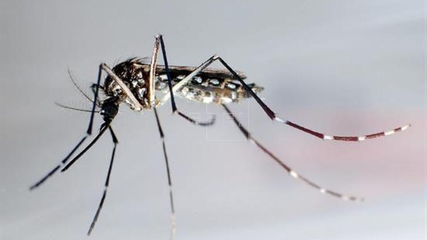 EEUU recomienda hacer pruebas de zika en todas las donaciones de sangre