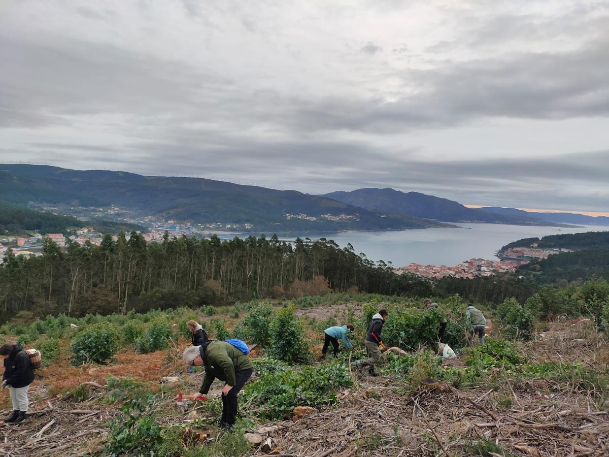 Participantes en la actividad de eliminación de eucalipto y acacia negra.