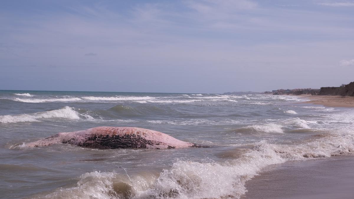 Aparece una ballena muerta en Guardamar