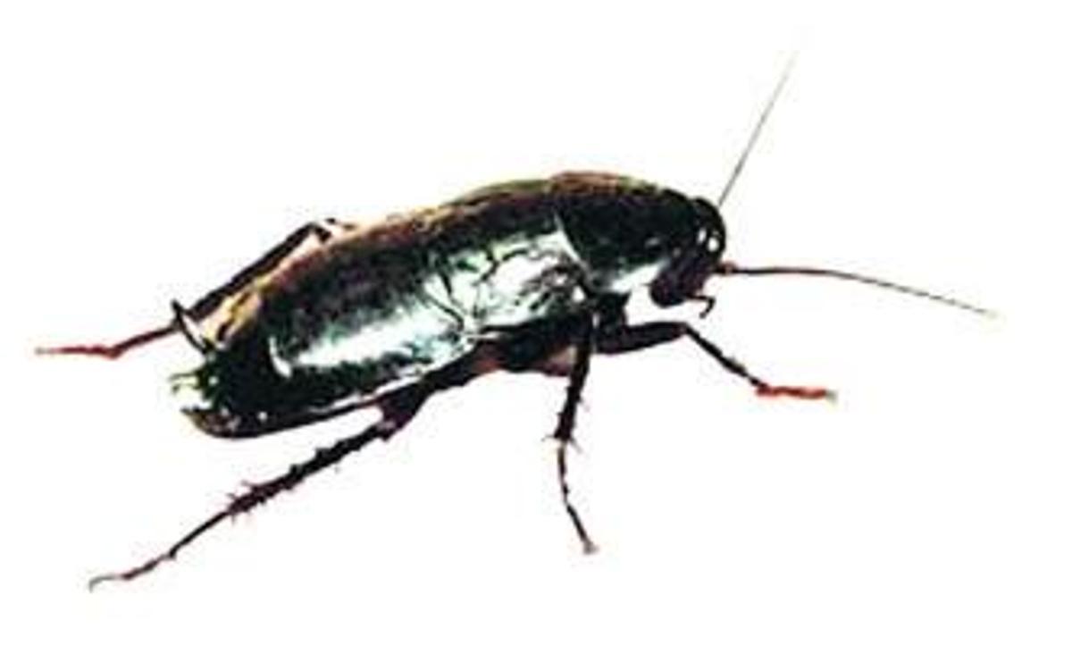 Igitt, Kakerlaken! Welche es auf Mallorca gibt und wie man sie bekämpft ...