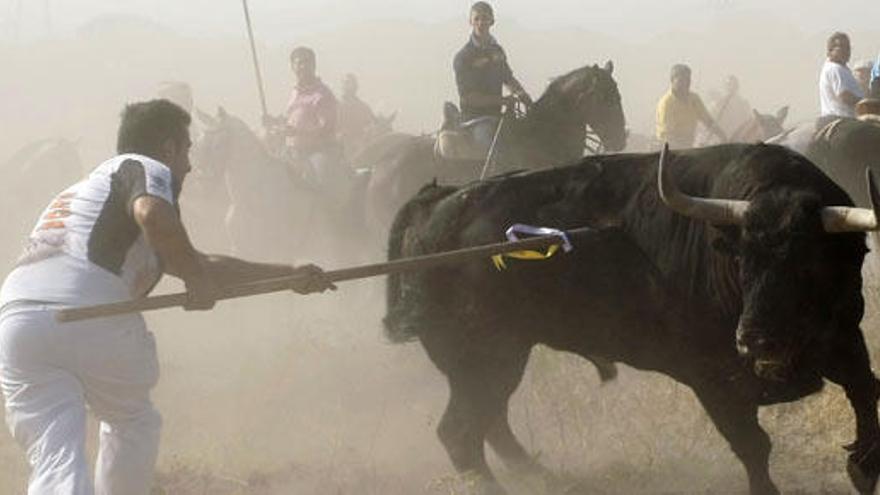 Tordesillas sustituye el Toro de la Vega por el Toro de la Peña