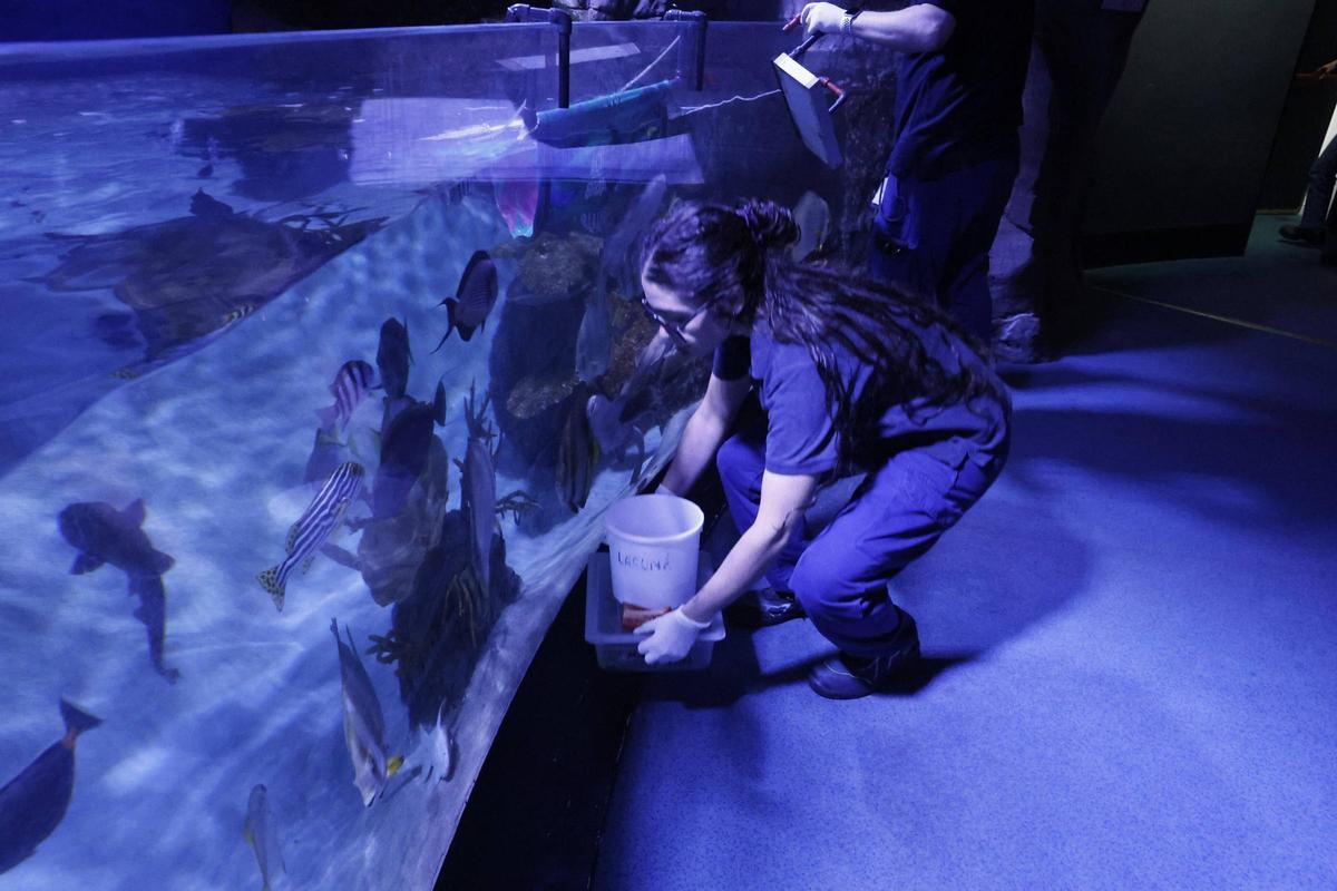 El trabajo de los profesionales del Acuario de Gijón, que alcanza sus 20 años de actividad, en imágenes.