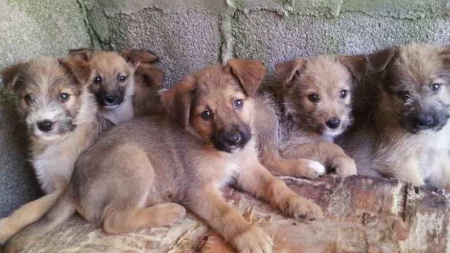 Los seis cachorros rescatados esta semana. // Protectora