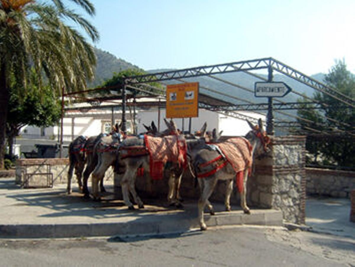 Turismo. Burros-taxi