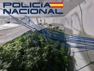 Vídeo | Detenidas seis personas tras desmantelar varias plantaciones de marihuana en Badajoz