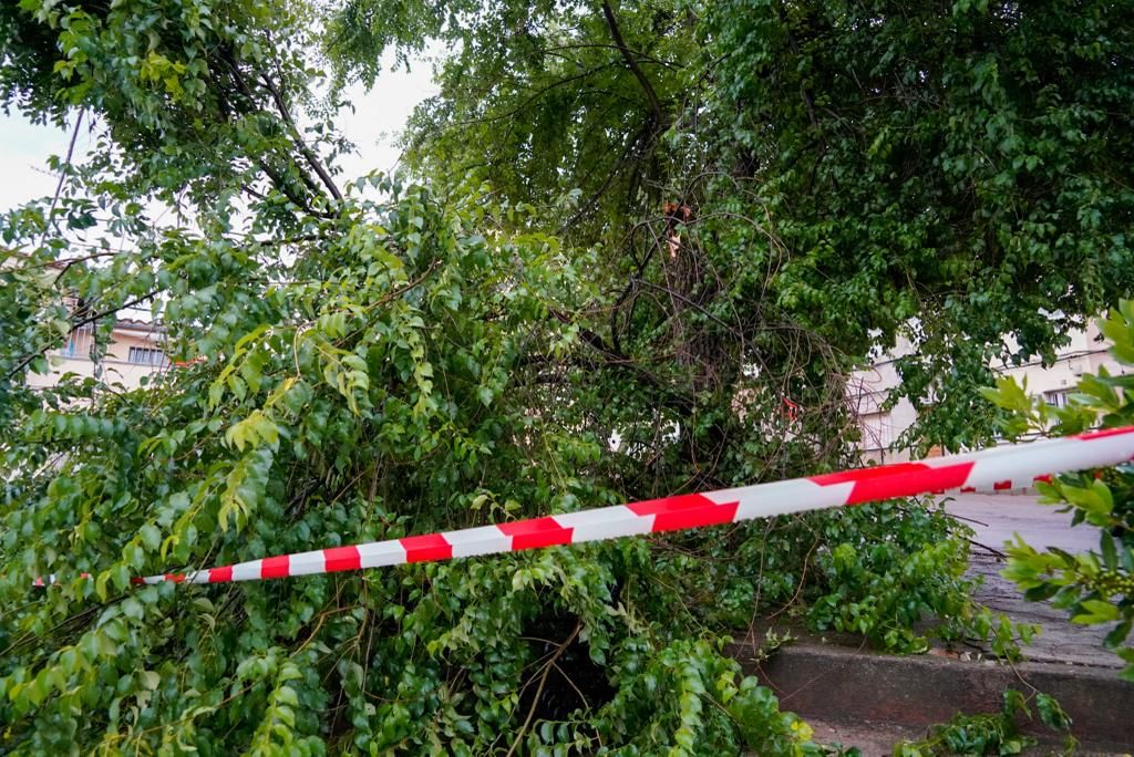 Árbol caído en Aldea Moret a causa de la lluvia y el viento