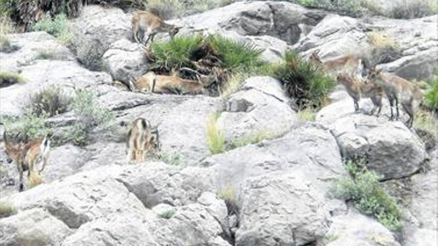 Las cabras invaden el castillo de Borriol y  se aceran a Castellón