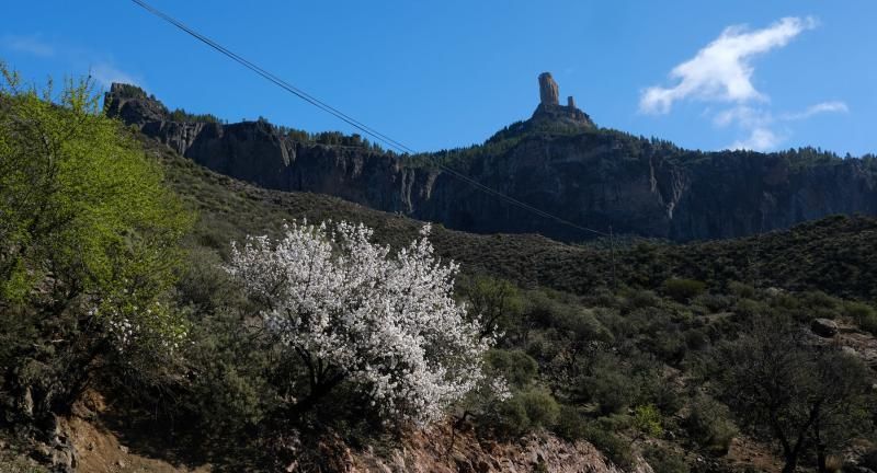 Almendros en flor