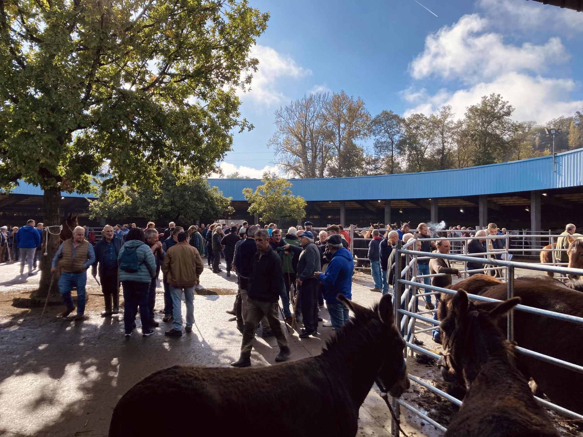 Buenos tratos y ejemplares en la multitudinaria feria equina de San Simón, en Grado
