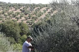 Arranca el verdeo del olivar en Córdoba con la vista en el cielo y una producción superior