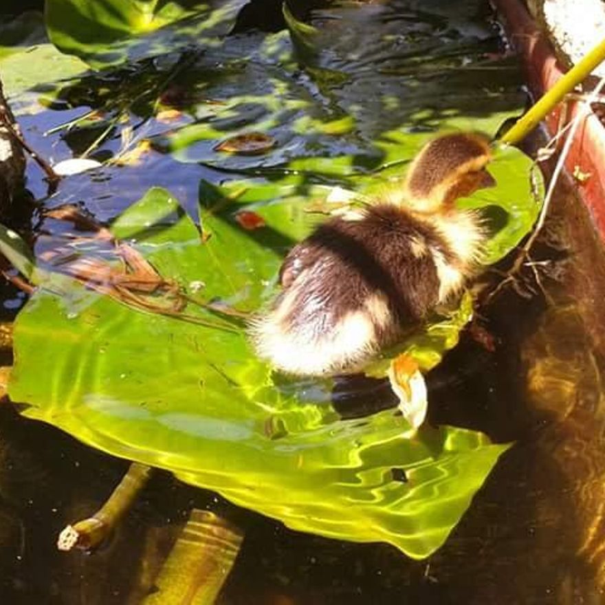 Se prohíbe la cría de patos, gansos u ocas junto a otras especies de aves de corral.