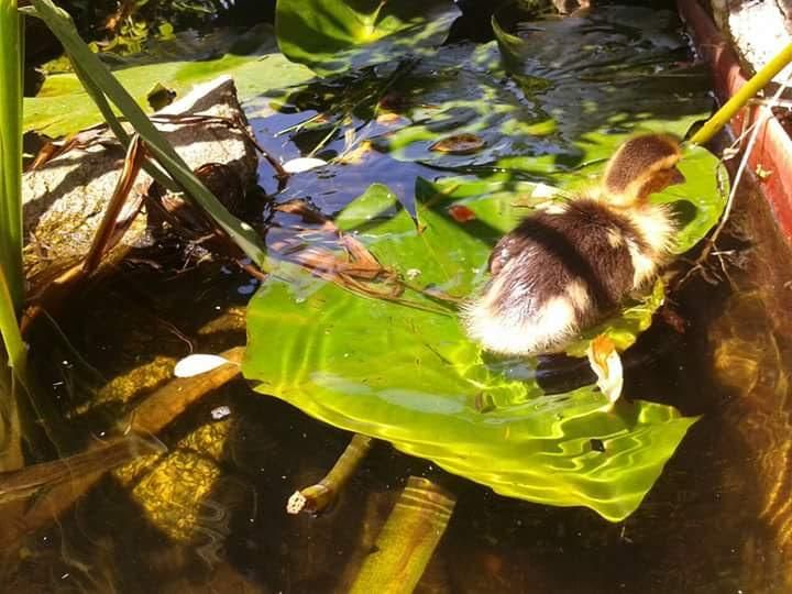 Se prohíbe la cría de patos, gansos u ocas junto a otras especies de aves de corral.