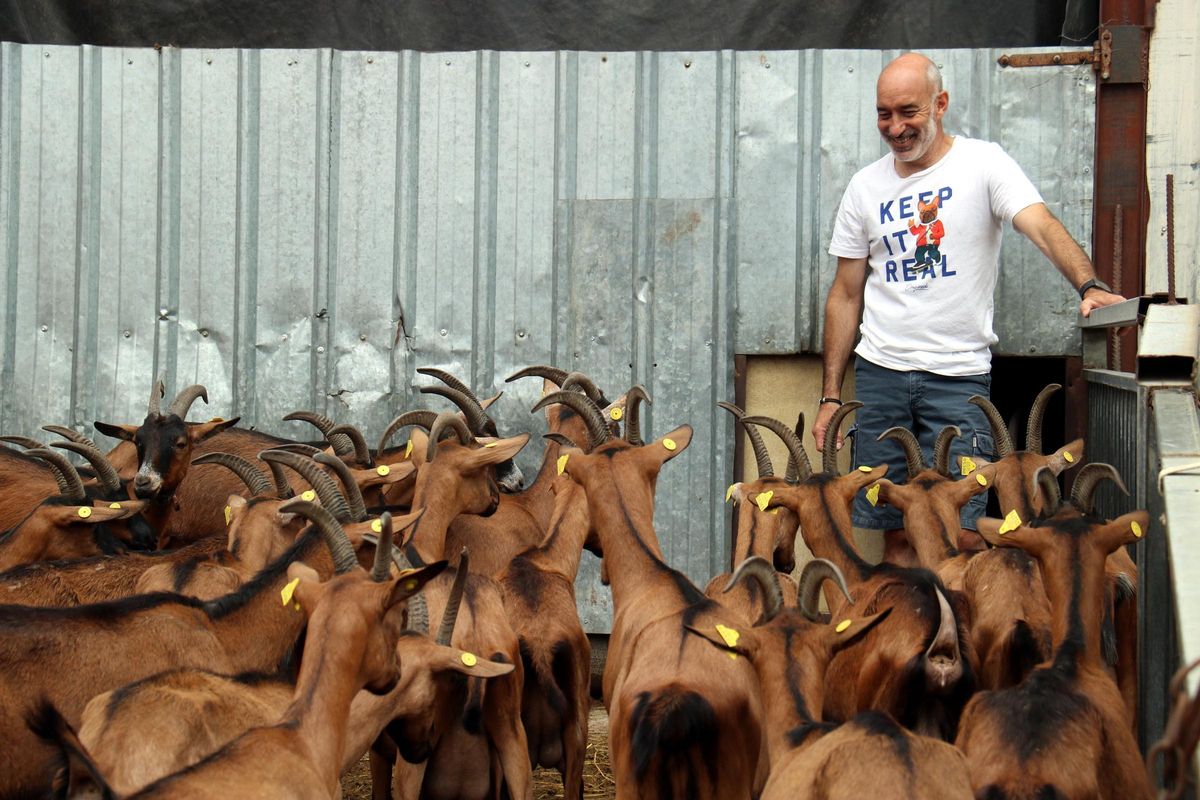 Josep Venturós amb el seu ramat de cabres a la Nou de Berguedà