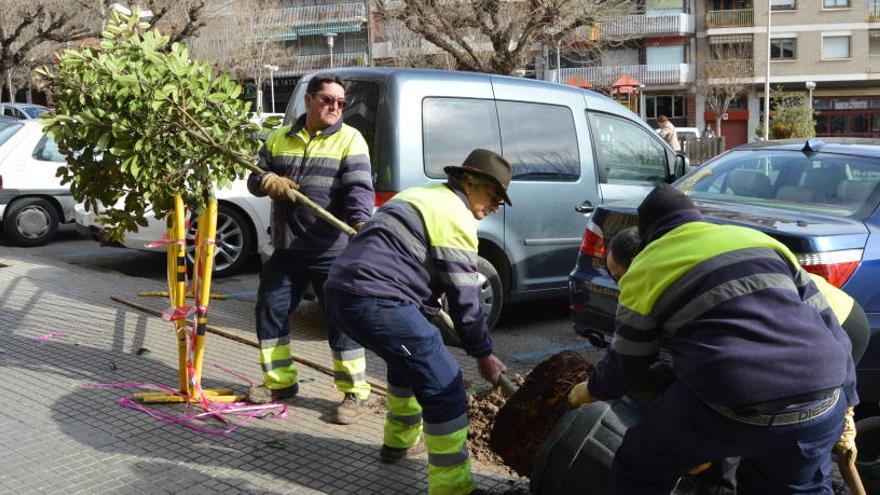 Tècnics de la brigada plantant un arbre al passeig de la Pau