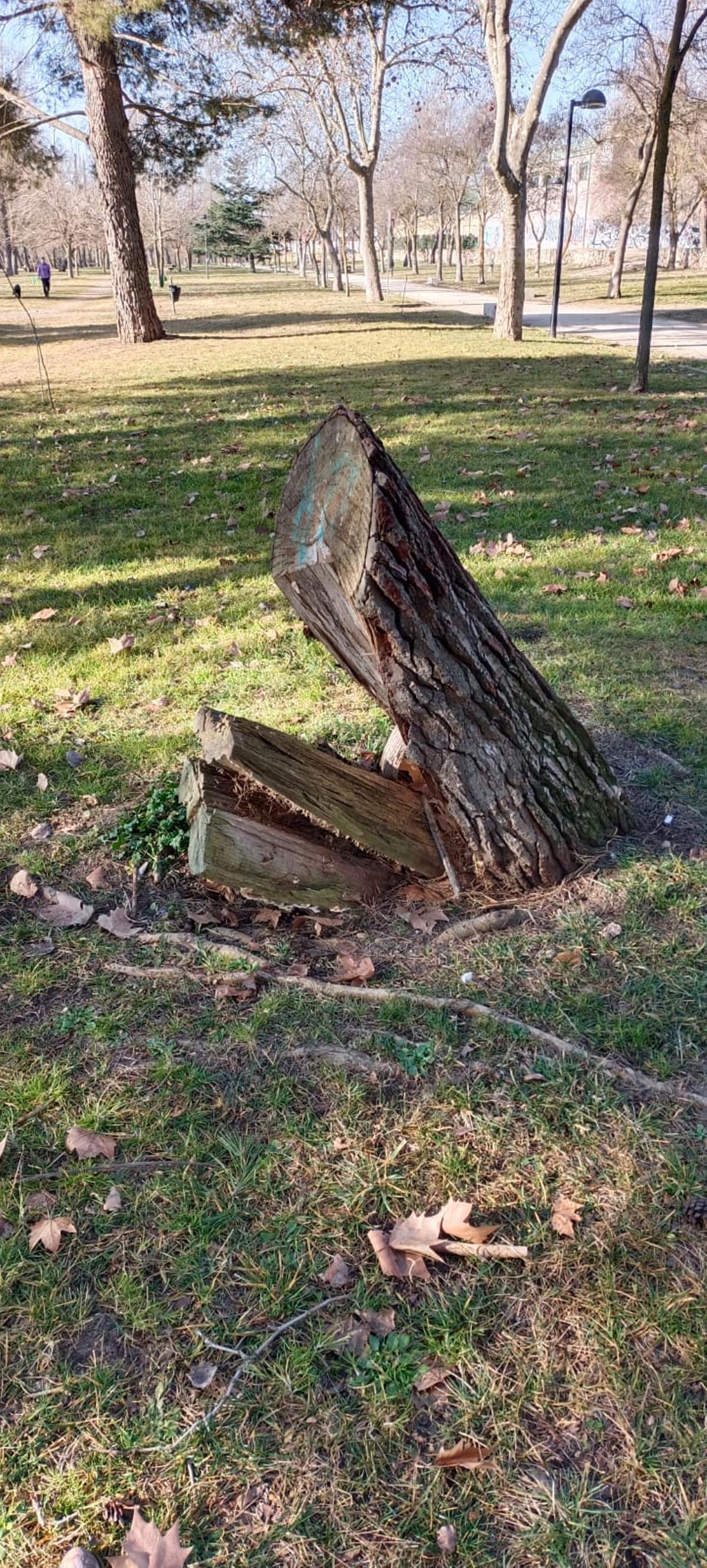 El tocón del pino, antes de transformarse en el cocodrilo.