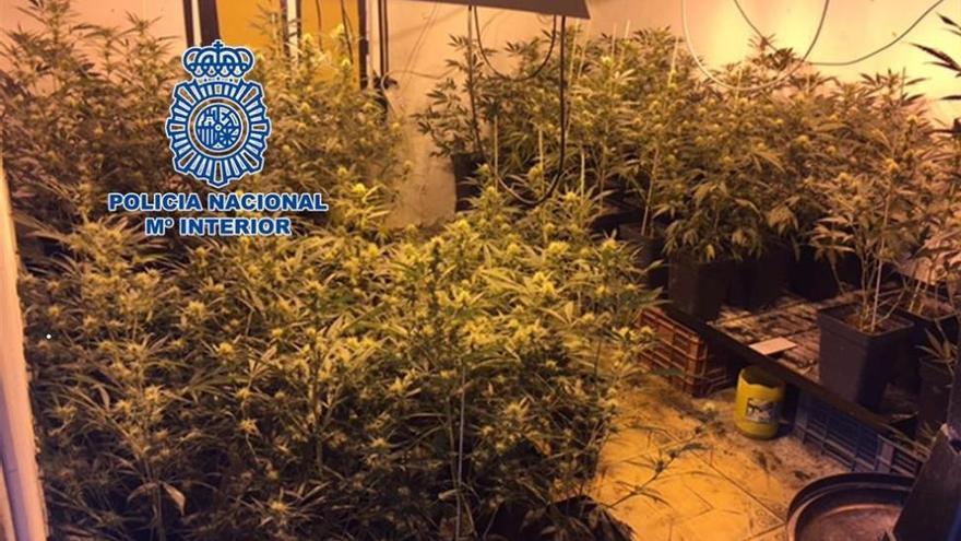 Intervienen 75 plantas de marihuana en el entorno del aeropuerto de Córdoba