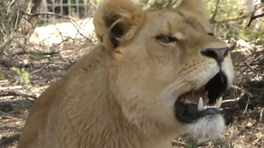 La leona Lana, rescatada del tráfico ilegal y llevada a África.