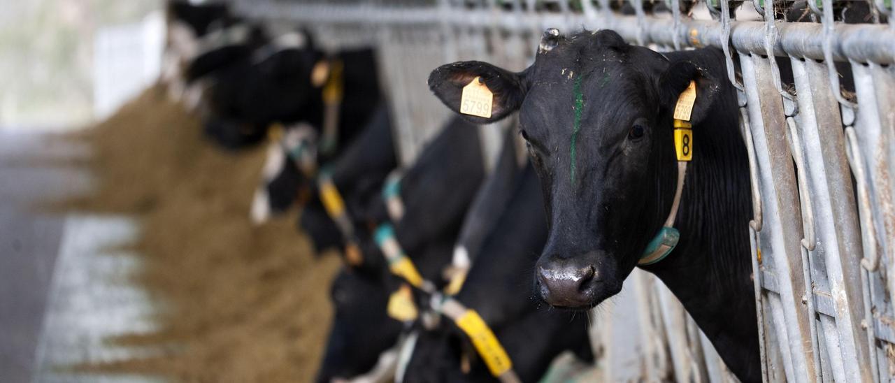 Vacas de una ganadería estradense.