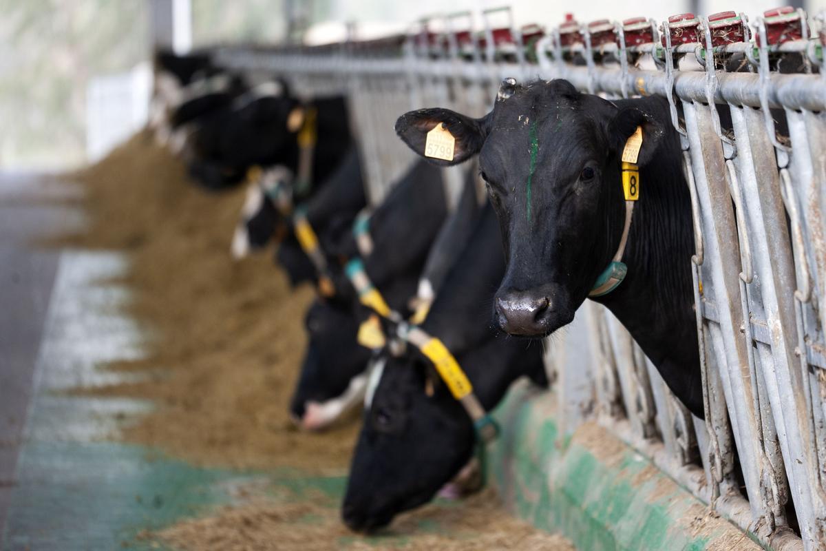 Vacas de una ganadería estradense.