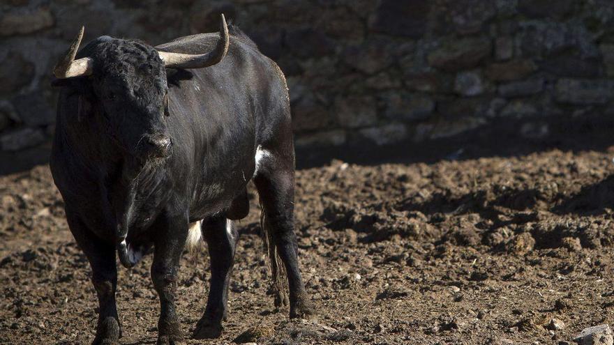 Castellón sacrifica 2.000 reses por la falta de ayuda y la crisis del covid
