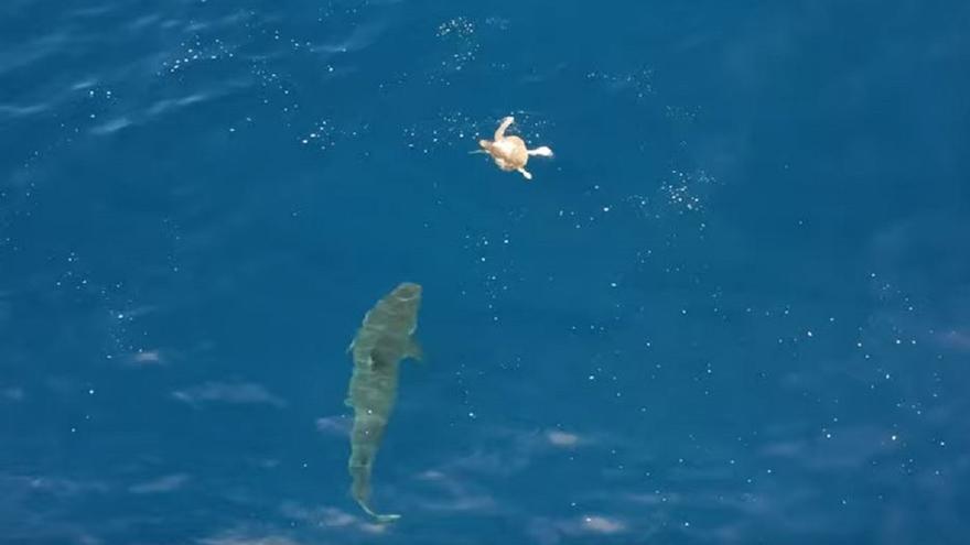 Impresionante vídeo: una tortuga marina se salva de un tiburón tras 10 minutos de pelea
