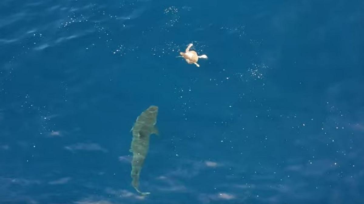 El tiburón se acerca a la tortuga en una de sus acometidas infructuosas