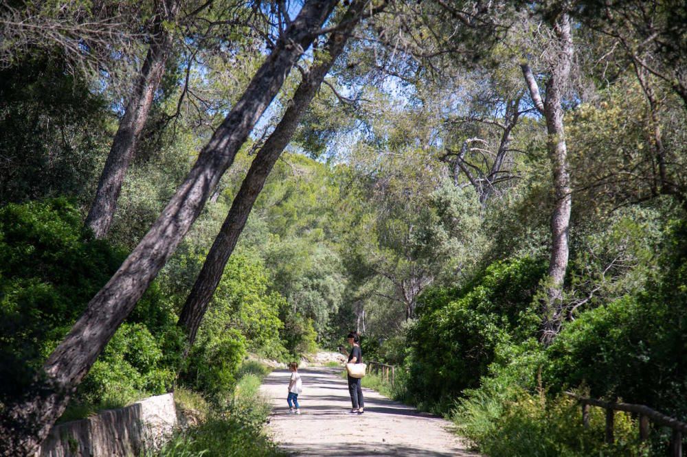 Die Parks in Palma de Mallorca sind wieder geöffnet