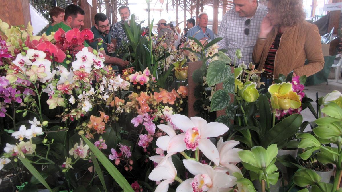 Parada de orquídeas en el Antiguo Mercado de Burjassot durante la IV Feria.