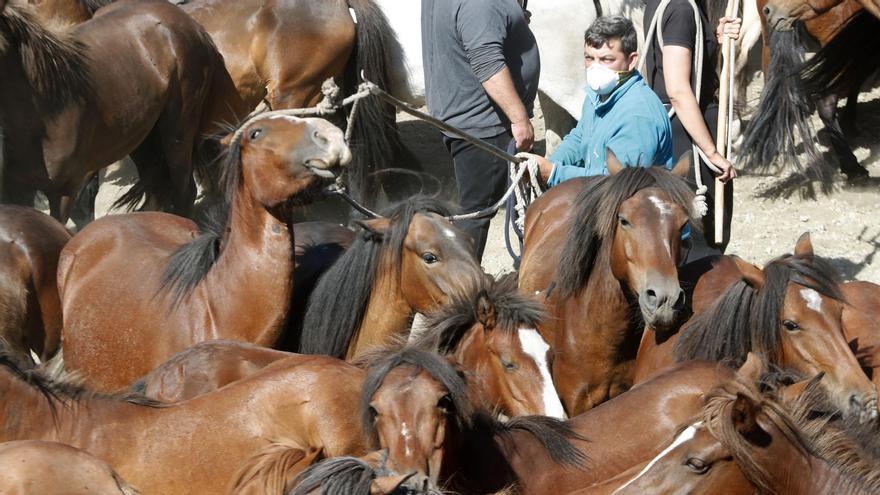 Los caballos en el curro de Torroña, en una pasada edición.