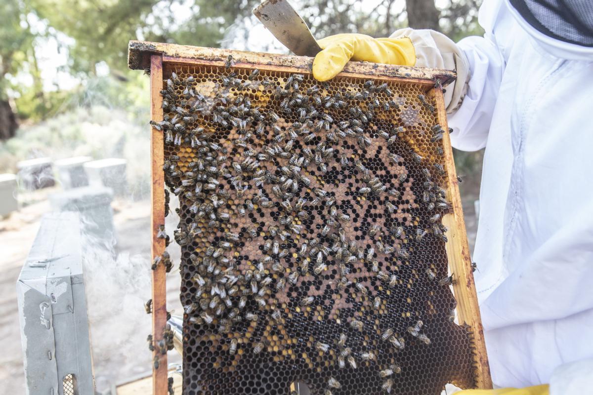 Un panal de abejas produciendo miel.