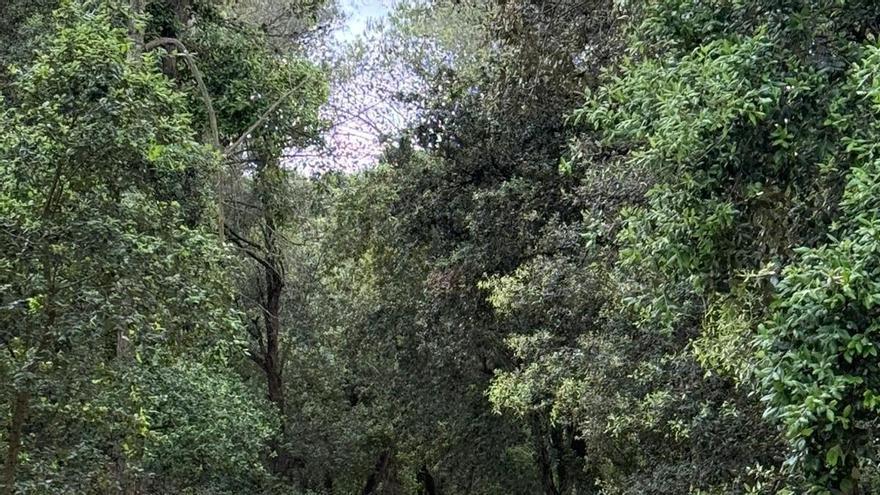 Palafrugell arranja els camins de terra afectats pel temporal Harry