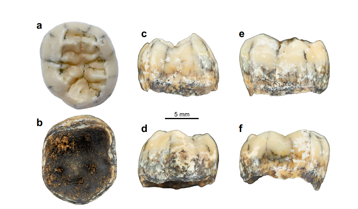 Un queixal rescata la història d’una nena denissovana a Laos