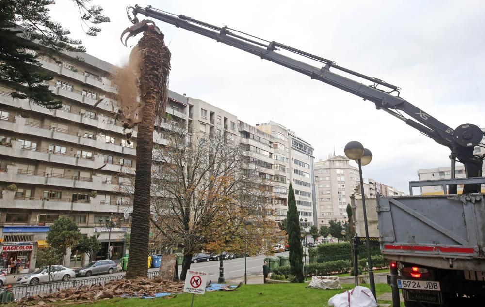 El picudo rojo continúa haciendo estragos en Vigo