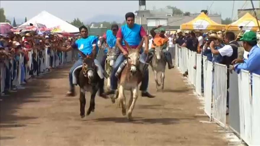 El burro &#039;Donald Trump&#039; acapara toda la atención en una feria mexicana