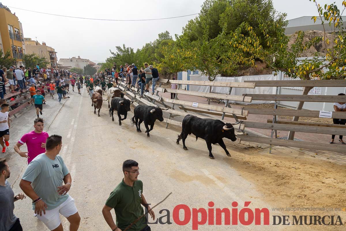 Primer encierro de la Feria Taurina del Arroz en Calasparra