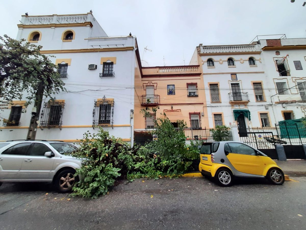 Caíde de ramas en la calle Río de la Plata en El Porvenir