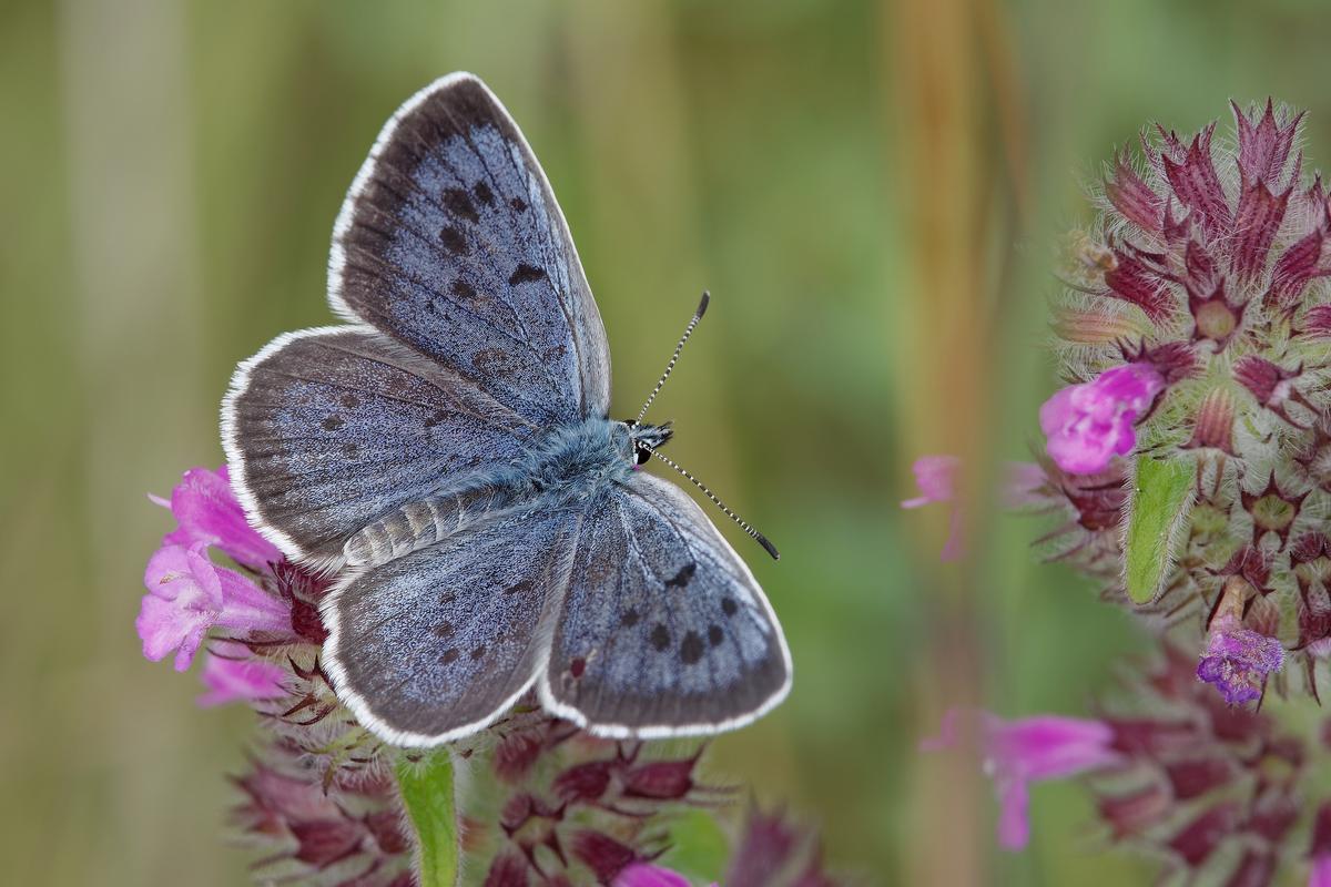 Las mariposas, grandes polinizadoras