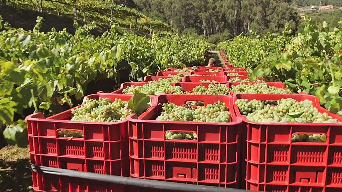 Uvas recollidas na vendima en Arbo.   | // FDV