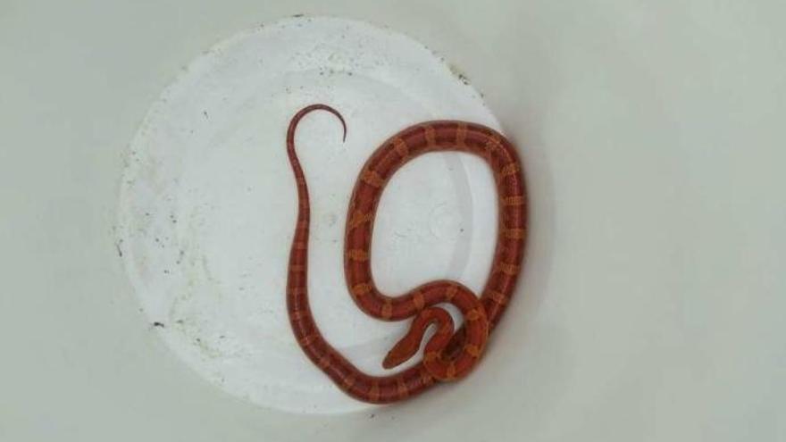 Serpiente en lavadora | Aparece una serpiente ratonera roja en la lavadora  de un segundo piso de un edificio en la villa de Cangas