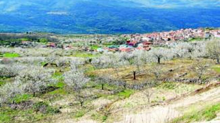 Los cerezos del Jerte están en plena floración