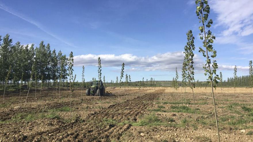 La Junta reforesta con chopos 50 hectáreas en cinco localidades de la comarca de Benavente